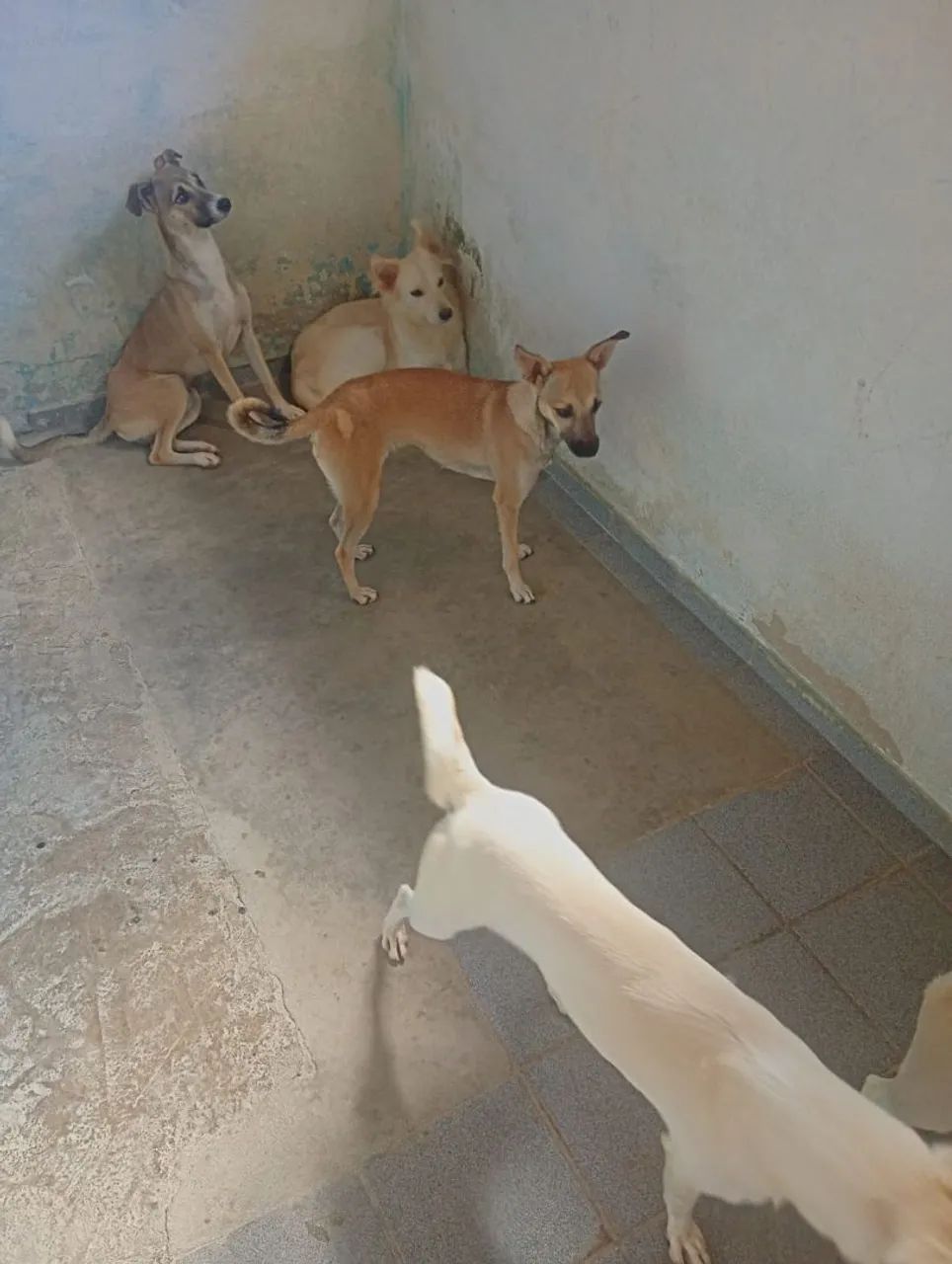 Cachorros para doa ção  - Foto 2