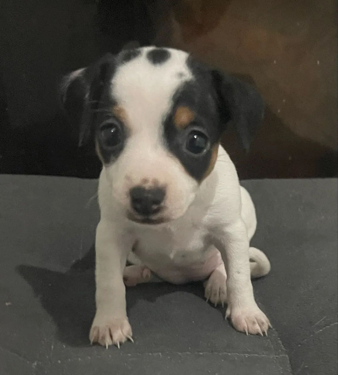 Cachorra pincher 