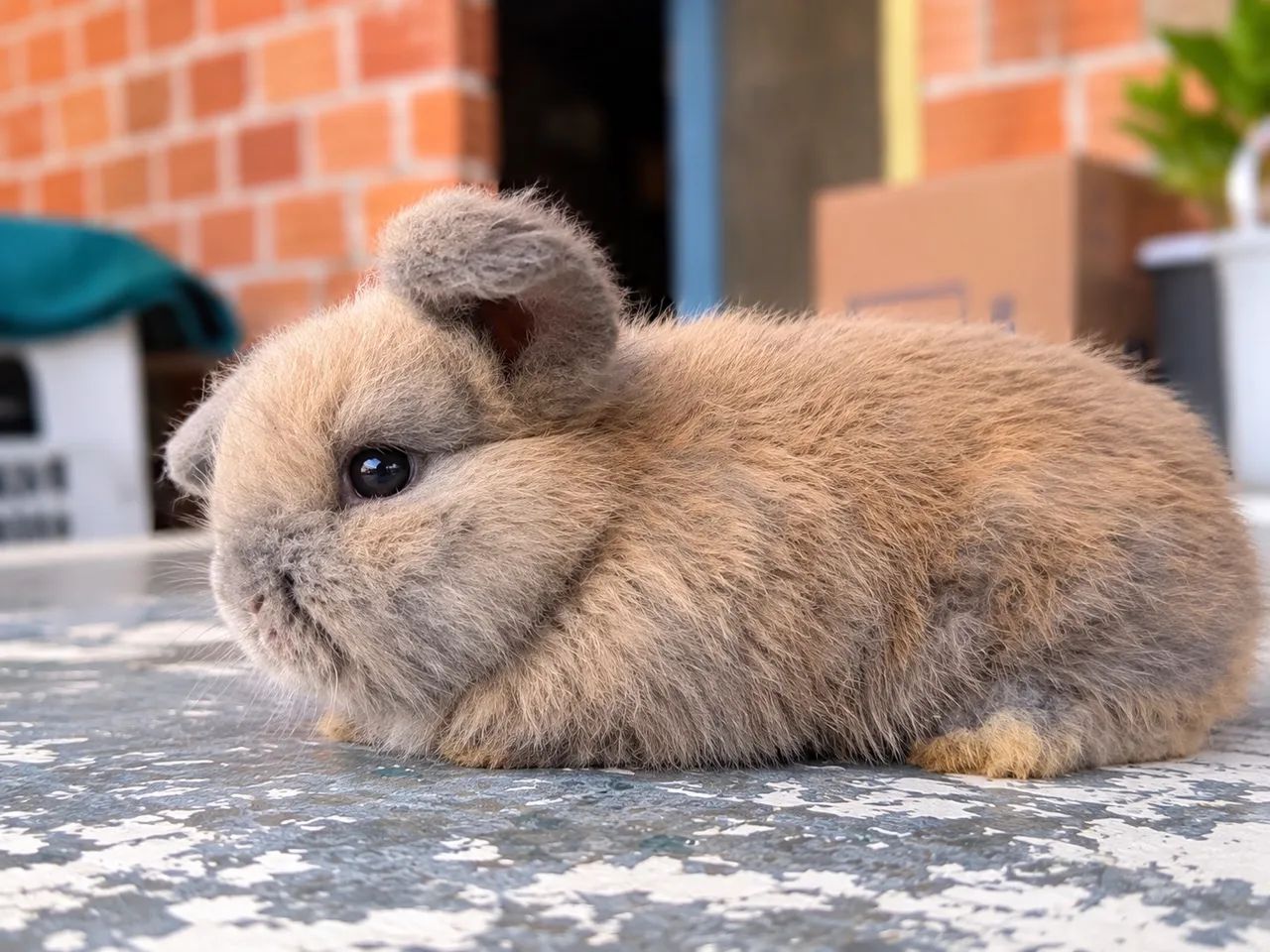 Coelhos dócil  - Foto 3