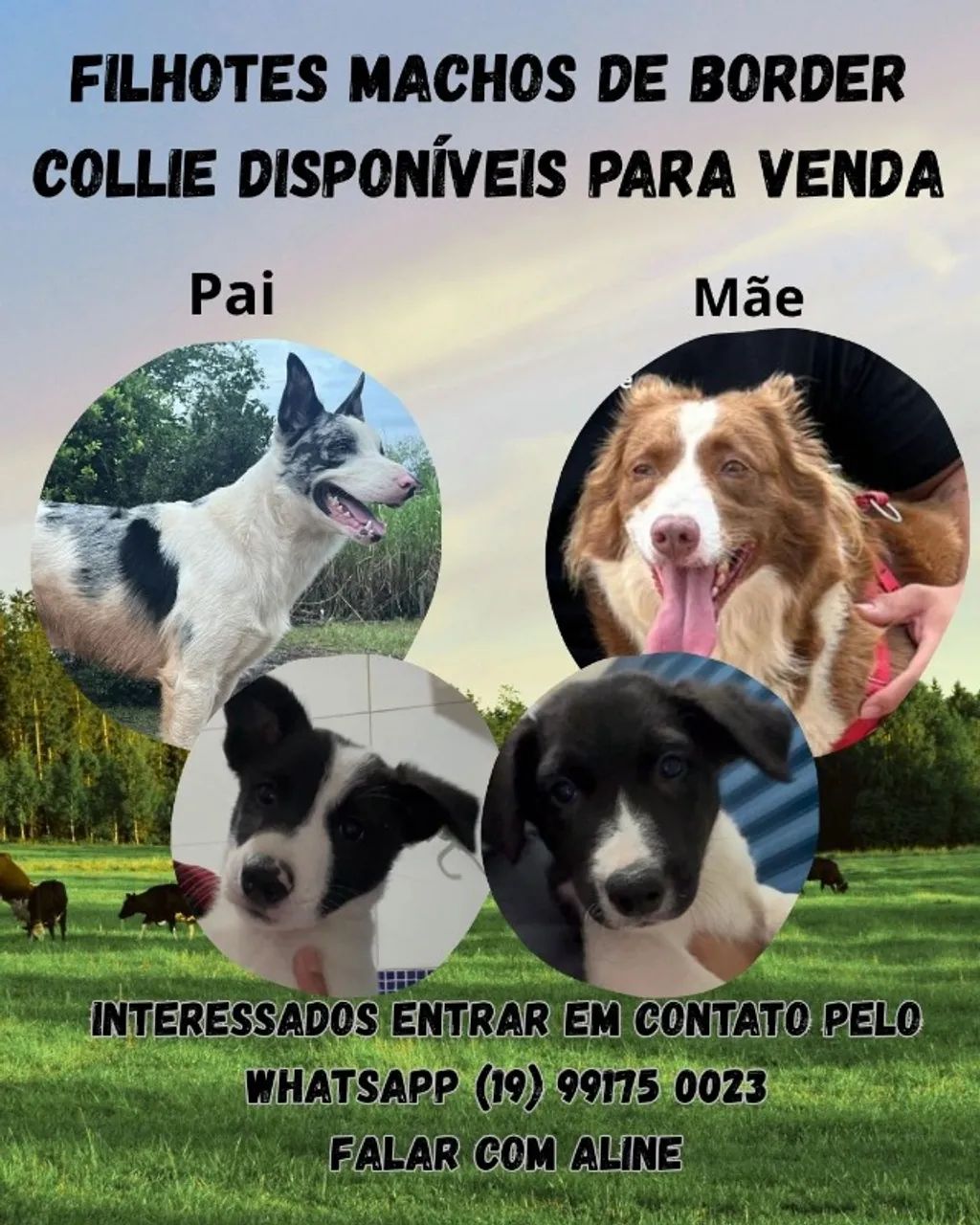 Border Collie Macho