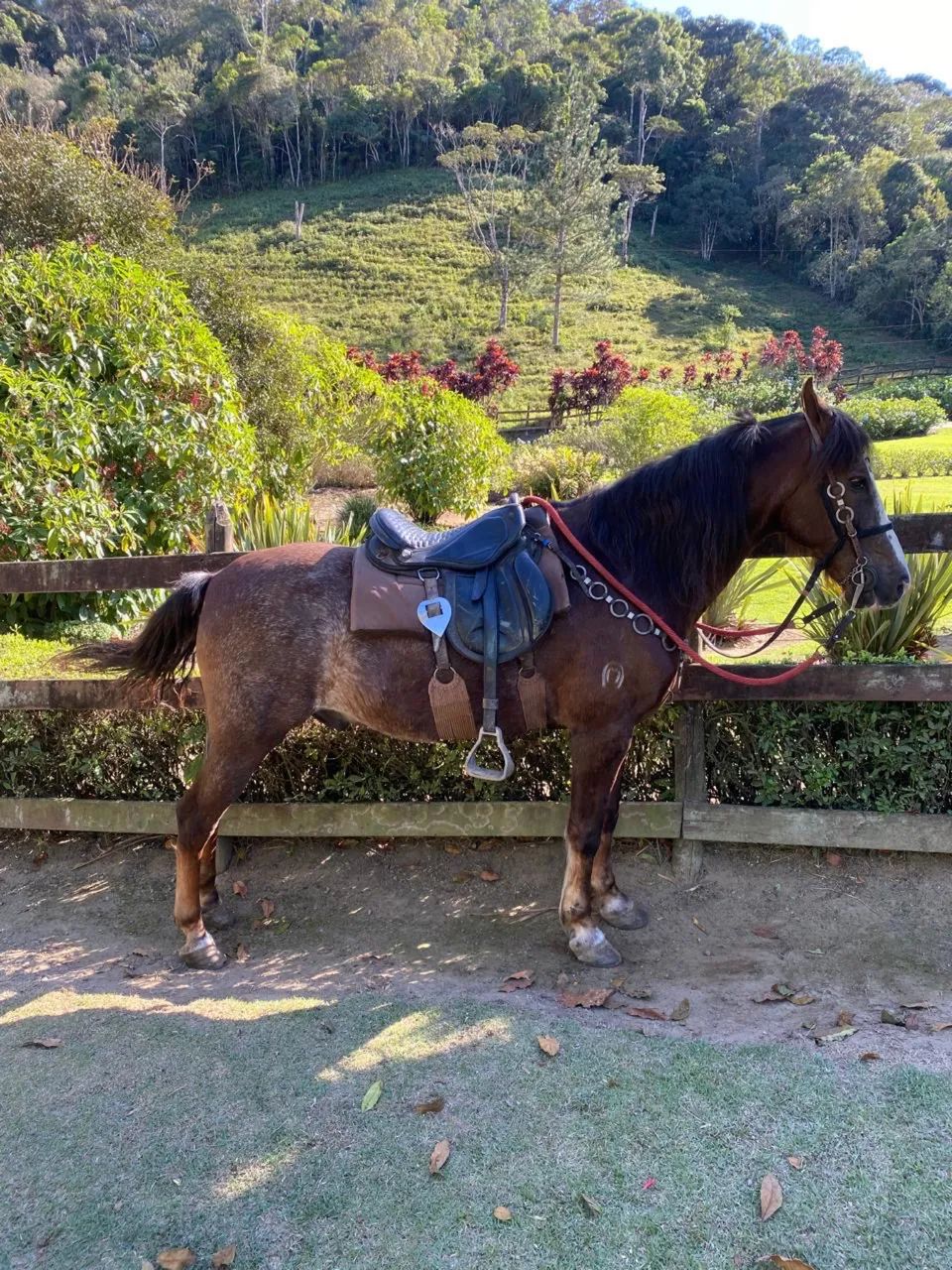 Cavalo  - Foto 2