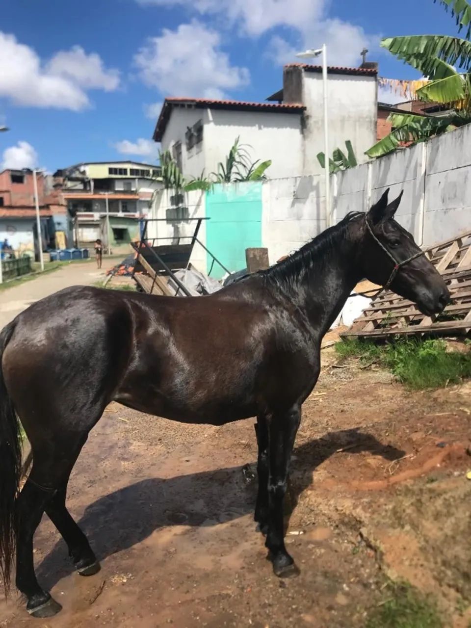 Égua novinha 