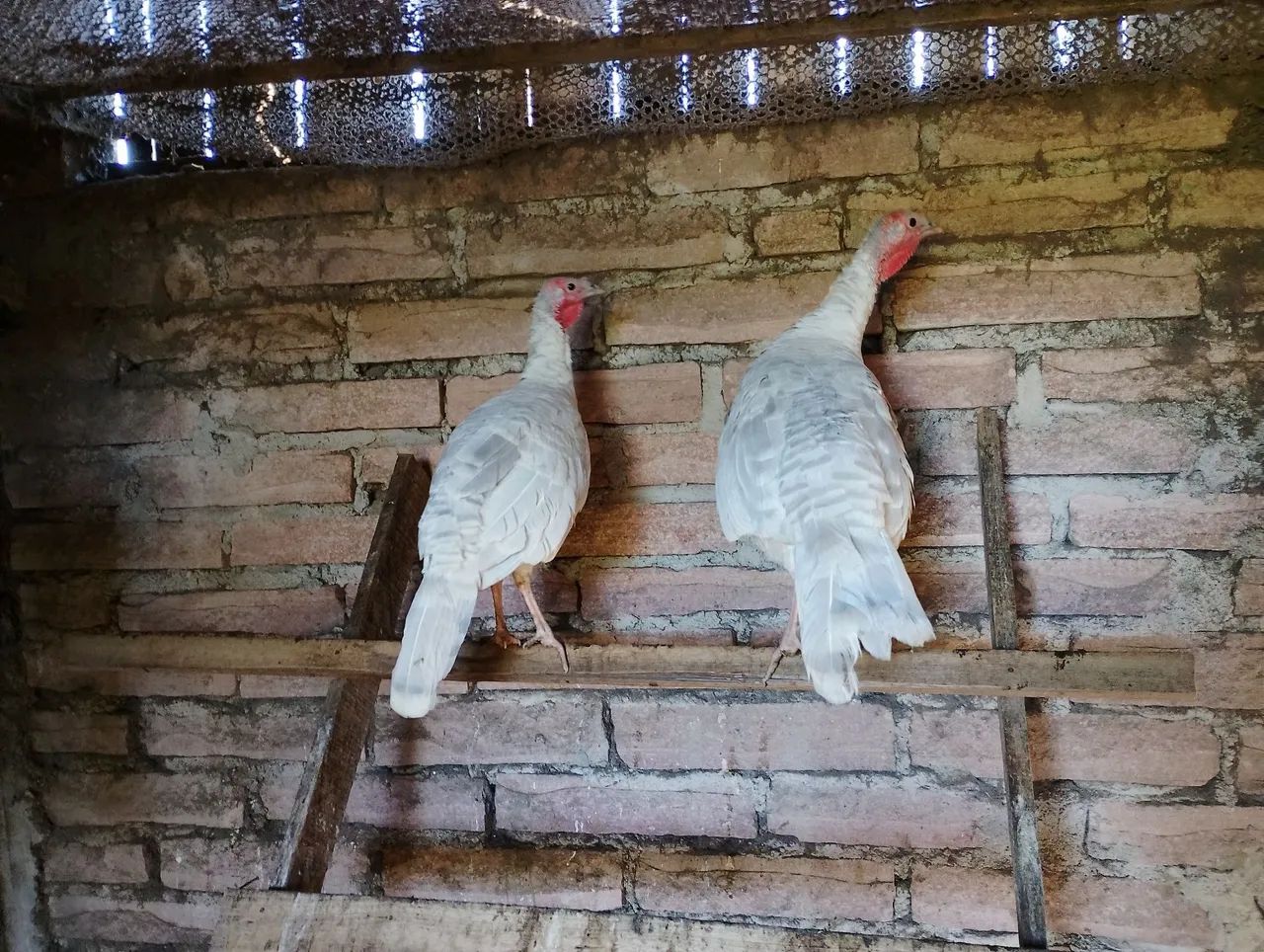 Angolista e perus troco por galinhas poedeiras
