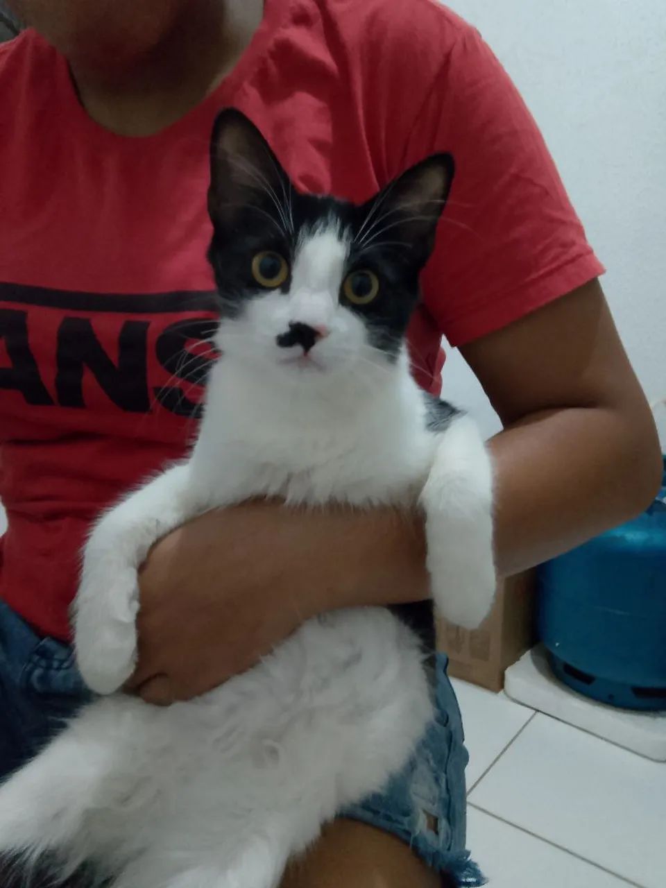Gato macho