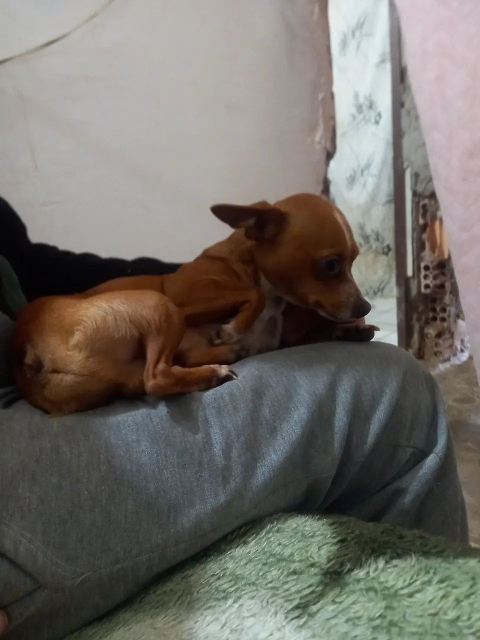 Pinscher N 1 macho