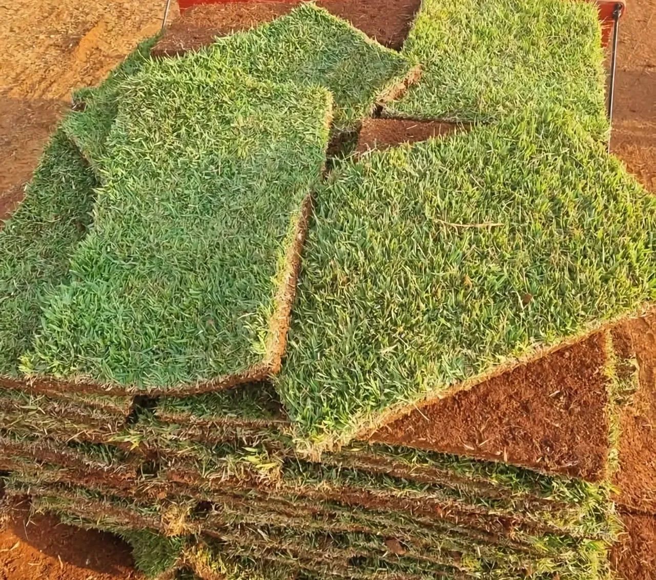 Grama Esmeralda - PROMOÇÃO. - Foto 2
