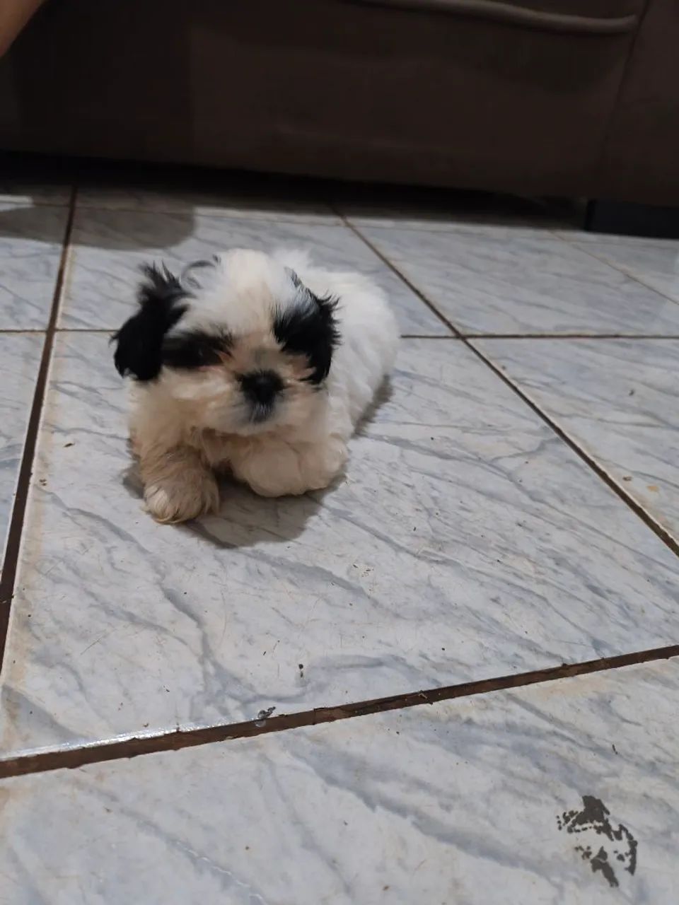 Shi tzu macho 