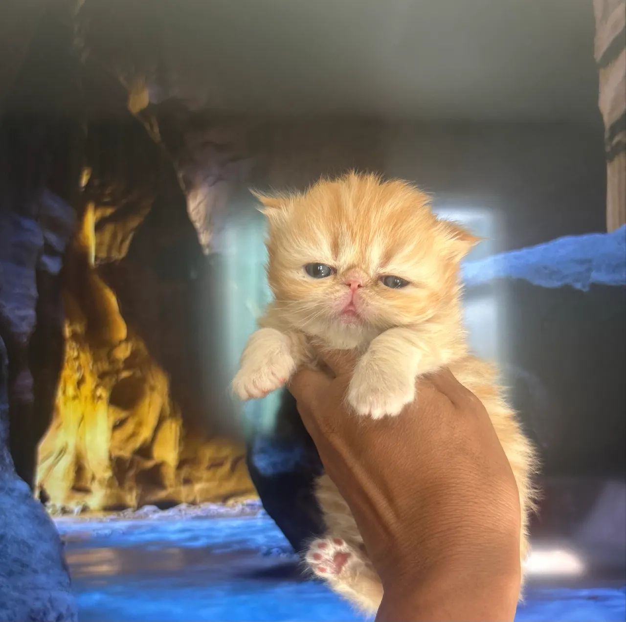 Gato persa - Foto 3
