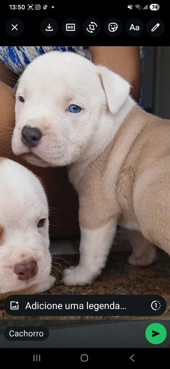 Cachorro
