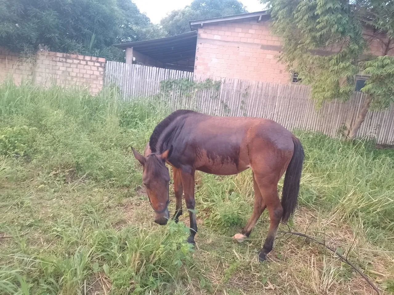 Vende-se polda de 2 anos e meio  - Foto 3