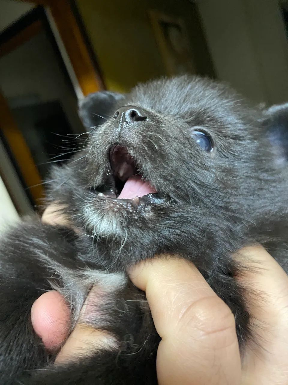 Venda de cachorro Spitz - Foto 4