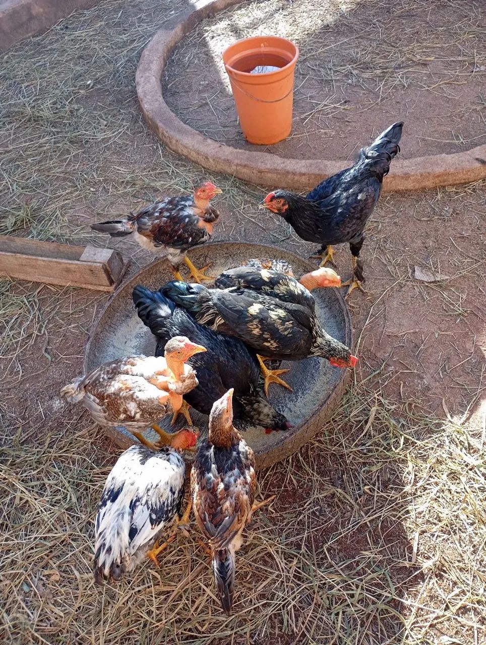 Frango caipira  - Foto 2