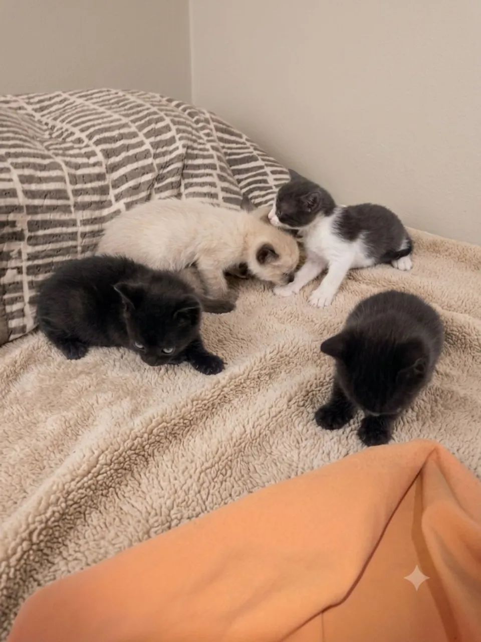 Gatos para doação  - Foto 3