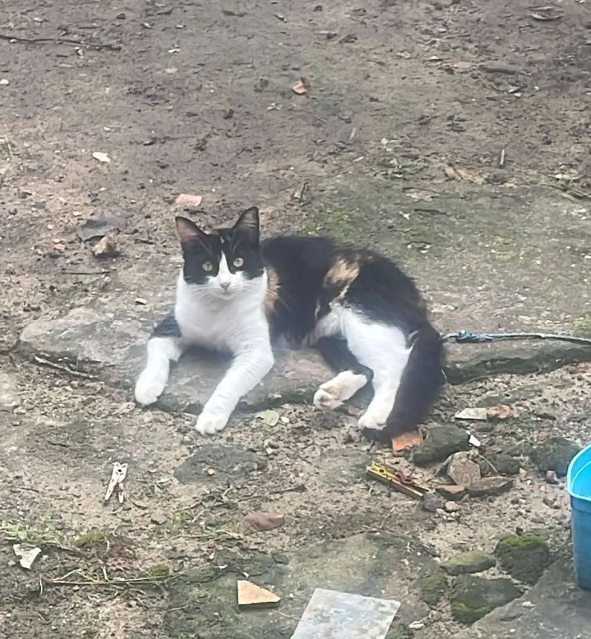 Adoção responsável  - Foto 3