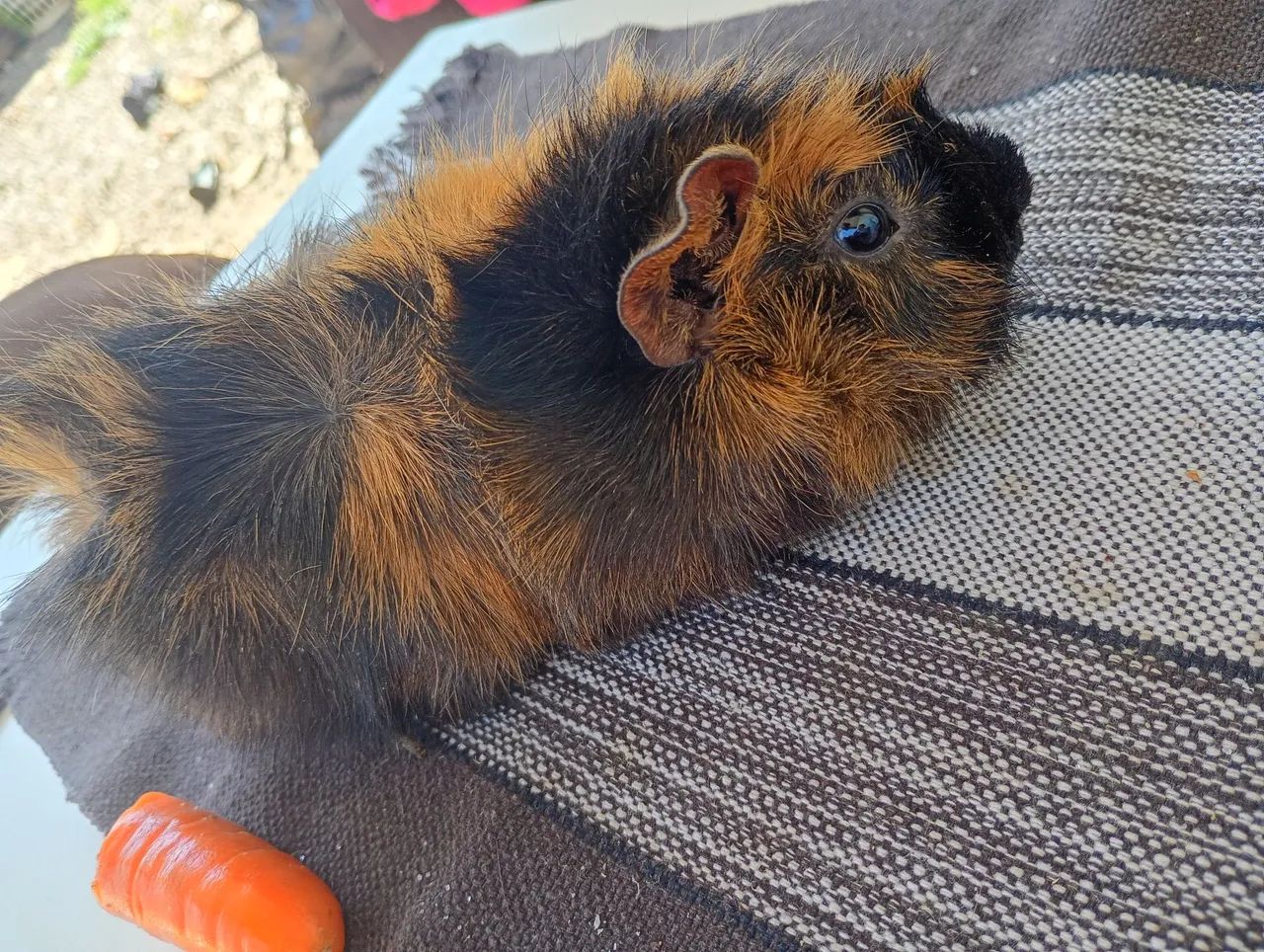 Vendo porquinho da índia 