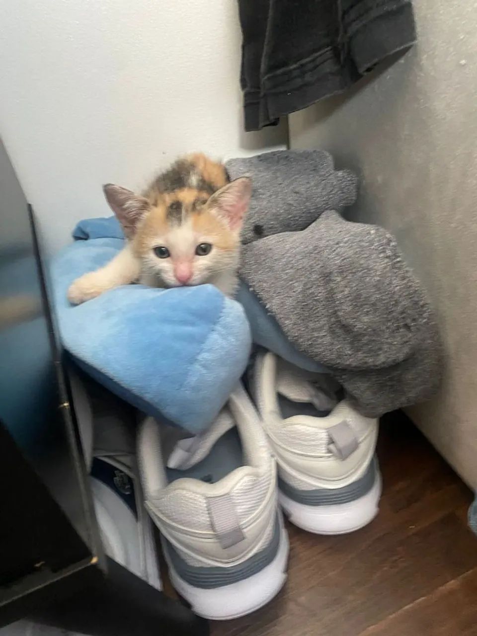 Gatinhos para adoção  - Foto 3