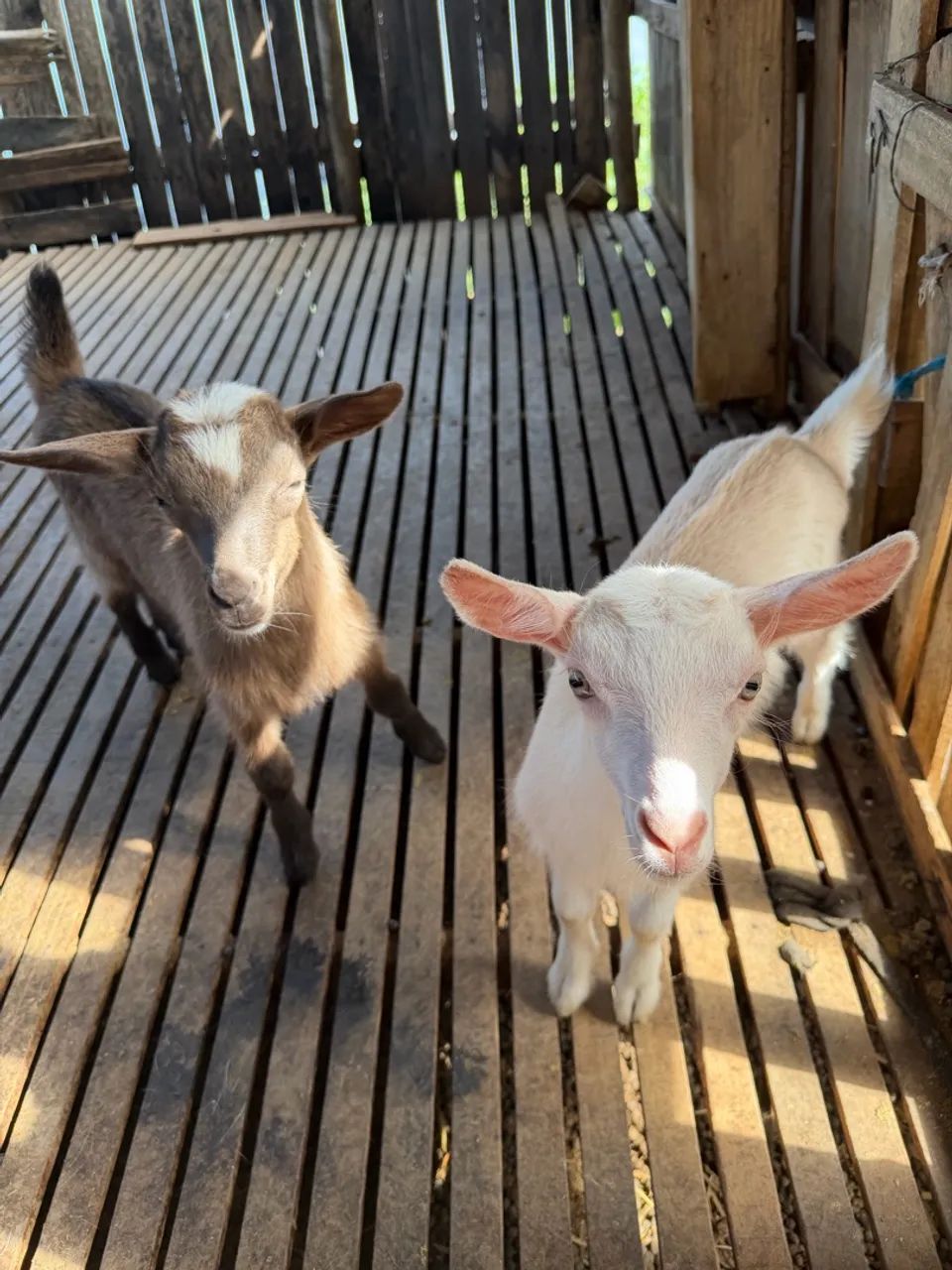 Casal de cabrito