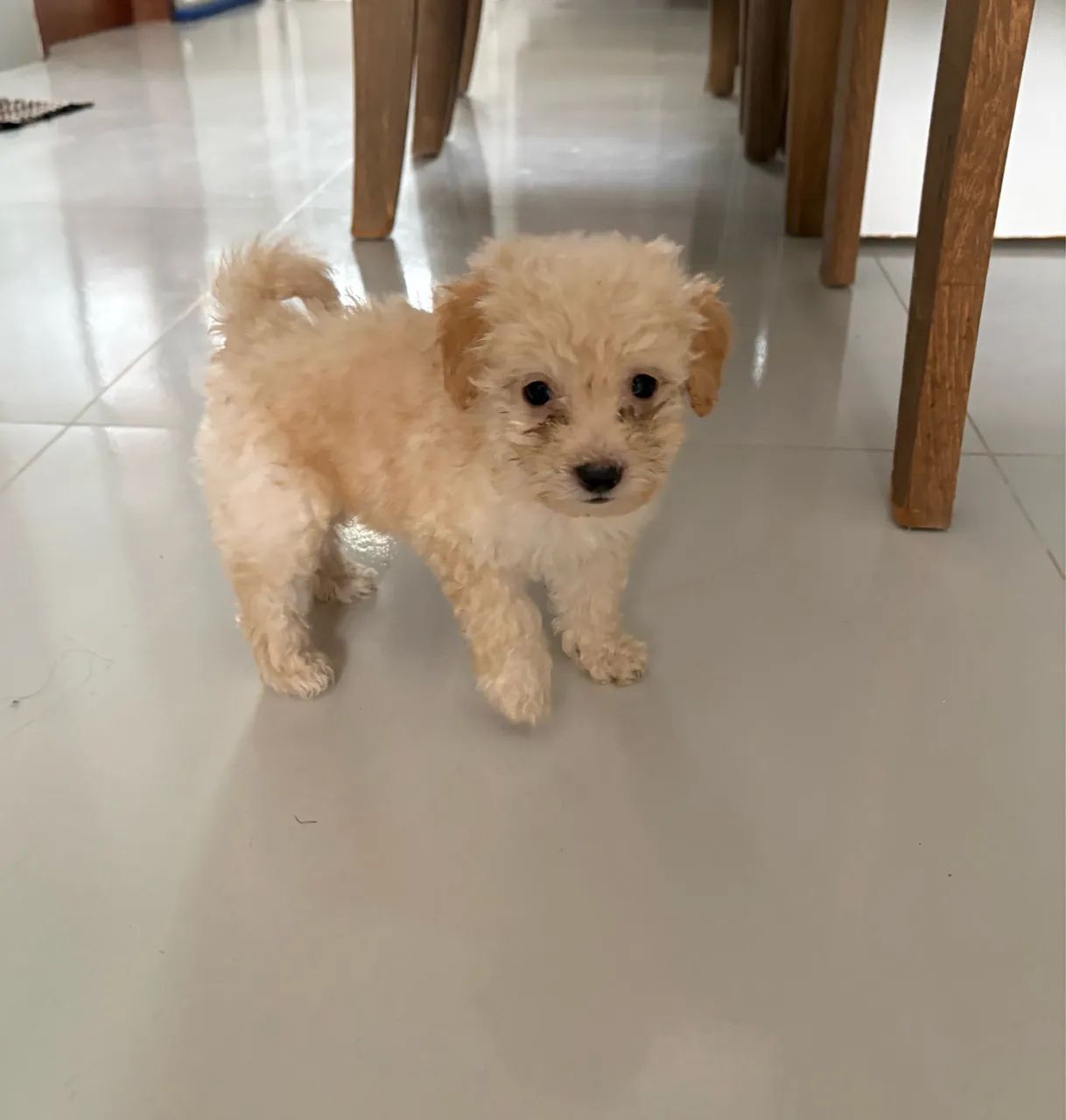 Vendo poodle  - Foto 4