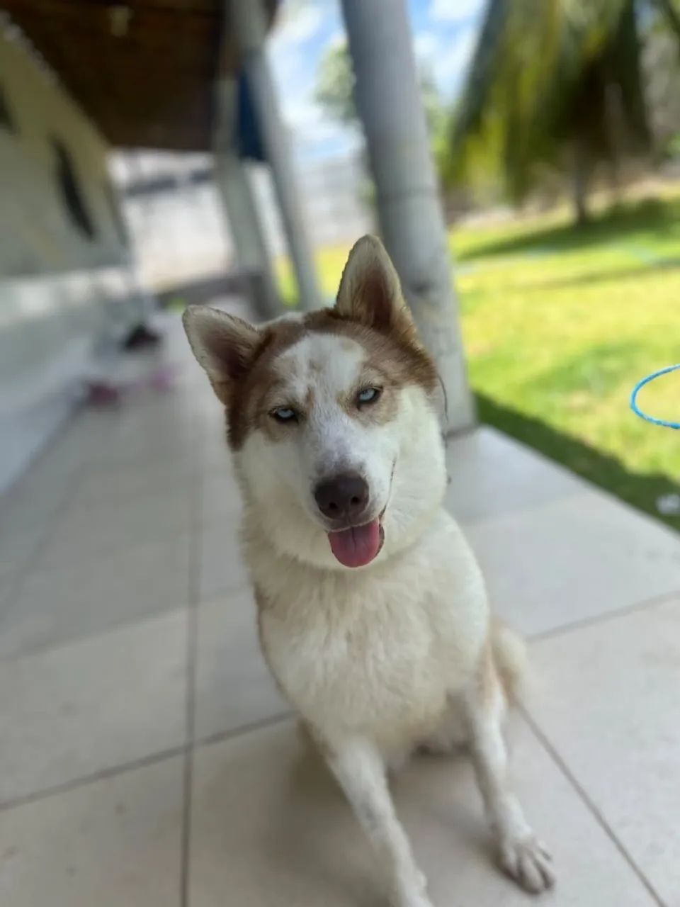 Husk siberiano  - Foto 5