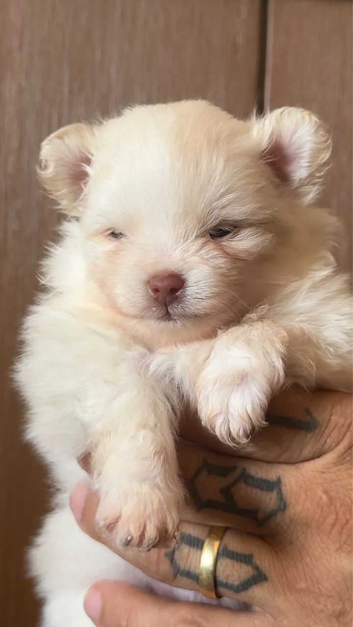 Spitz alemão/ Lulu