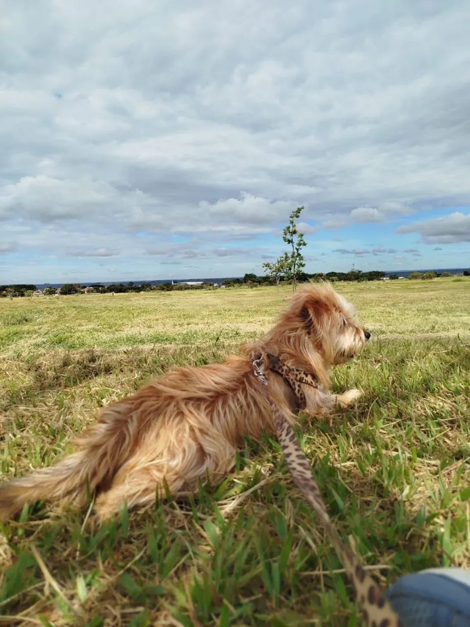 Doação de cachorrinha  - Foto 3