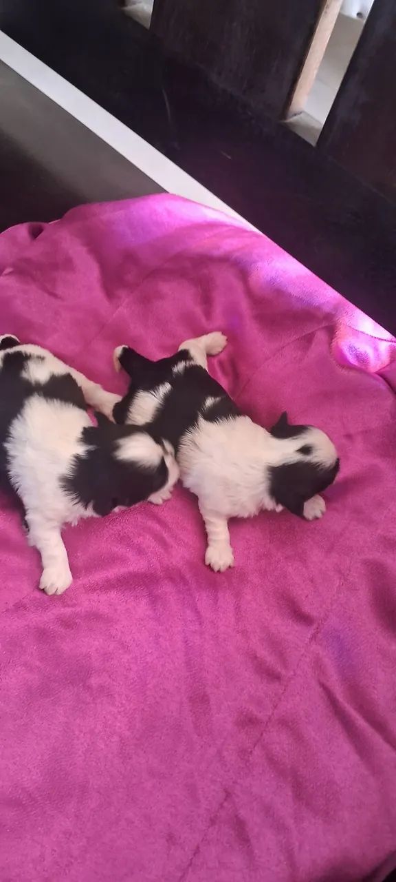 Shihtzu machinho filhote  - Foto 2