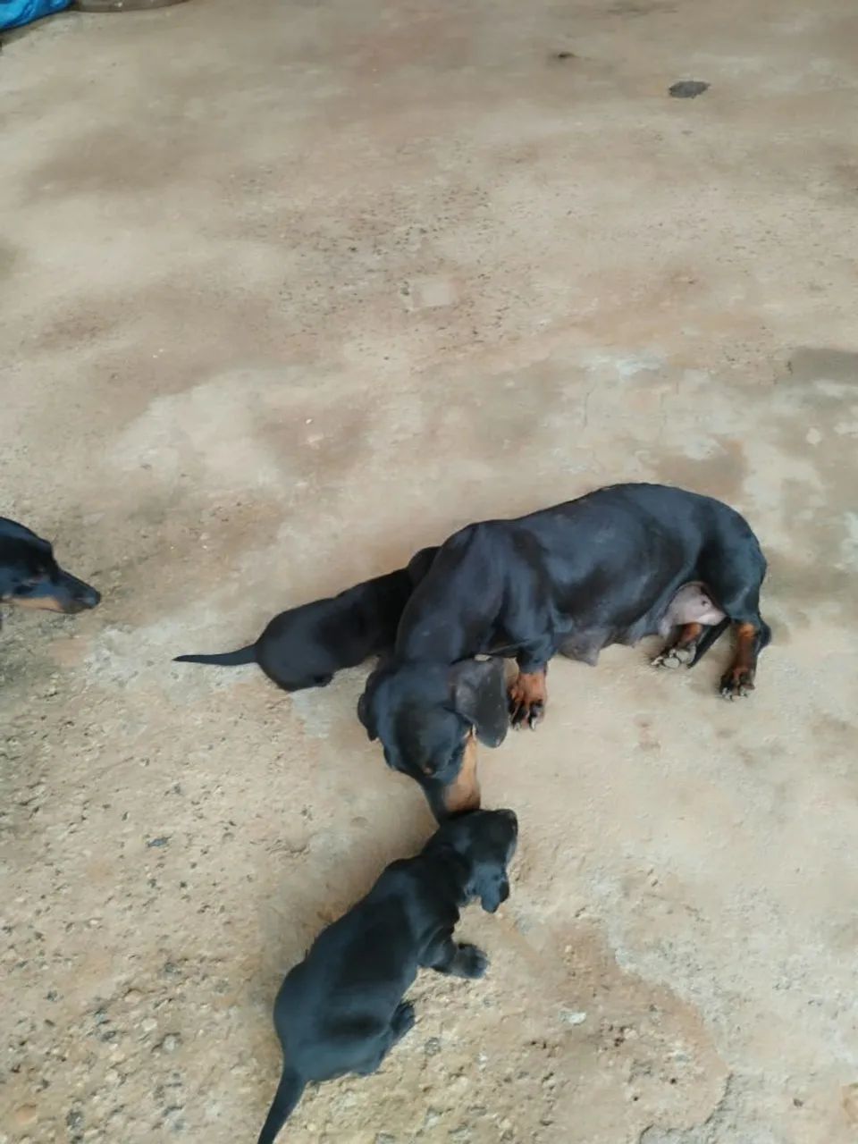 Vendo filhotes de cachorro  - Foto 3