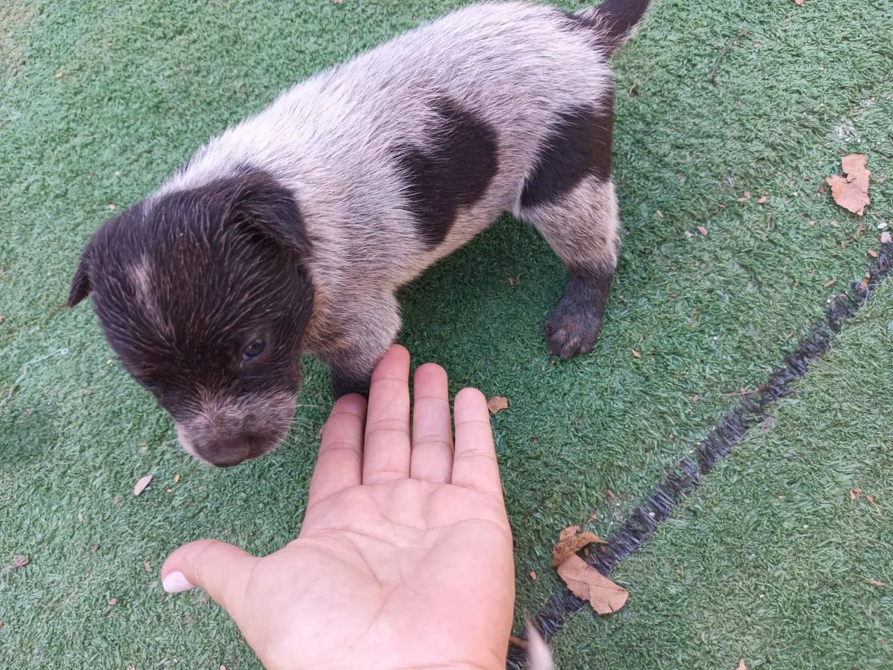 BLUE heeler  - Foto 4