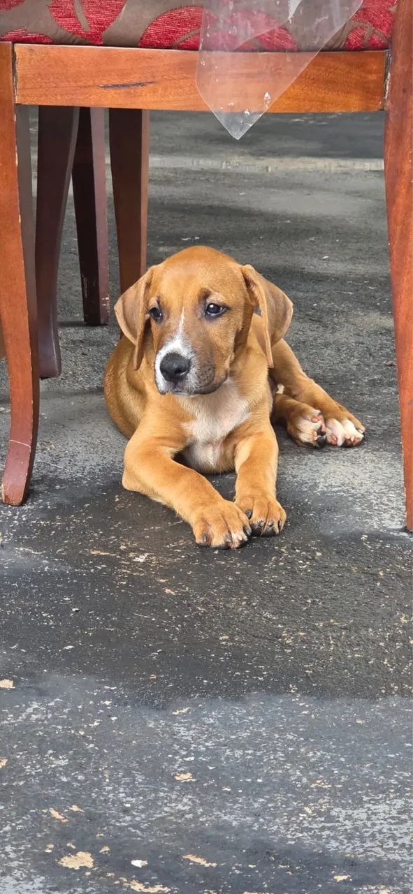 Doa-se Foxhound com Boxer  - Foto 2