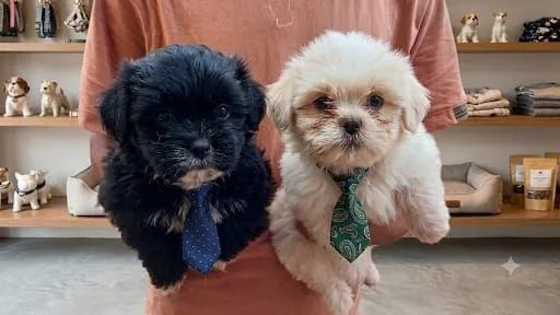 Shihtzu  macho