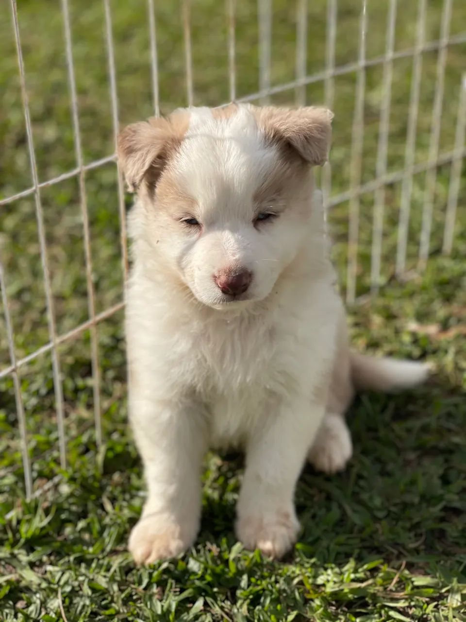 Border collie - Foto 4