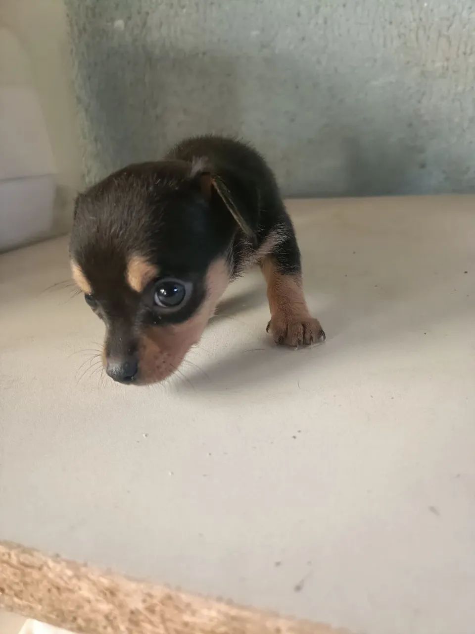 Pincher - Foto 4