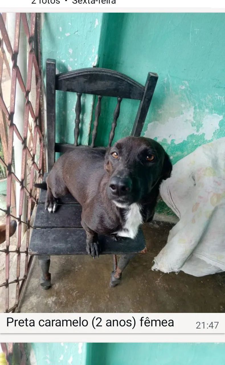 Cachorros p adoção responsável  - Foto 2