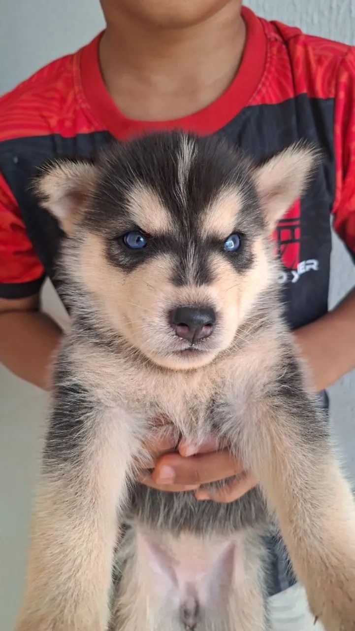 Husk siberiano  - Foto 4