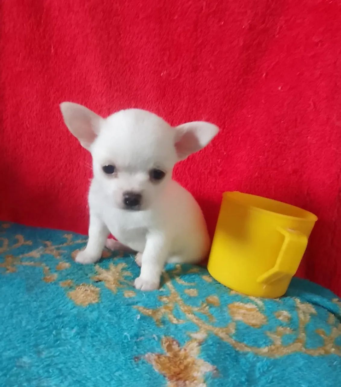 Chuhuahua - Foto 3
