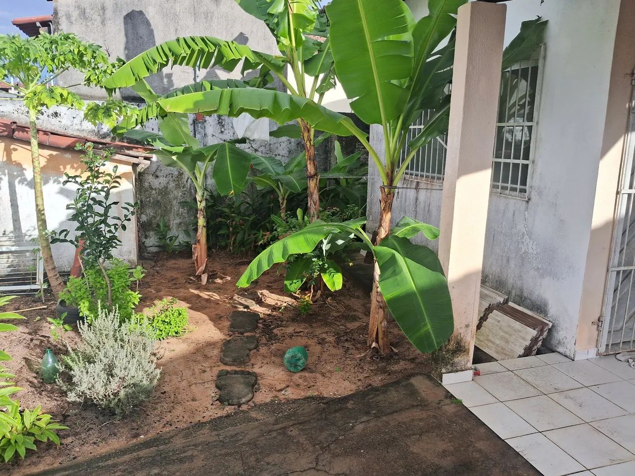 Mudas de banana prata e maçã (leite) Embrapa - R$20 - Foto 2