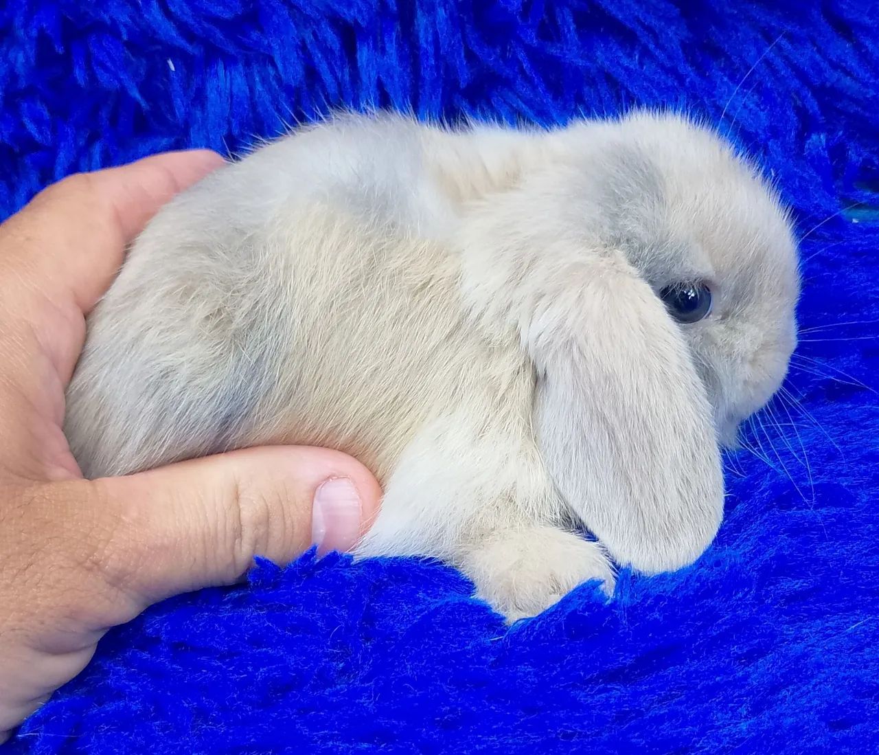 Os menores coelho do mundo (alto padrão) - Foto 3