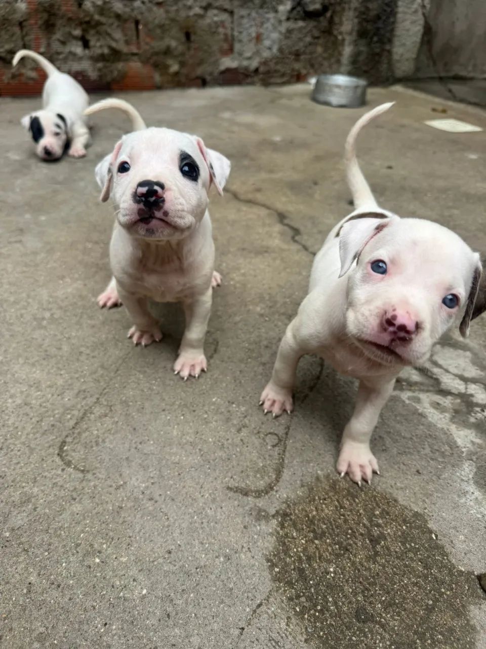 Cachorro  - Foto 4
