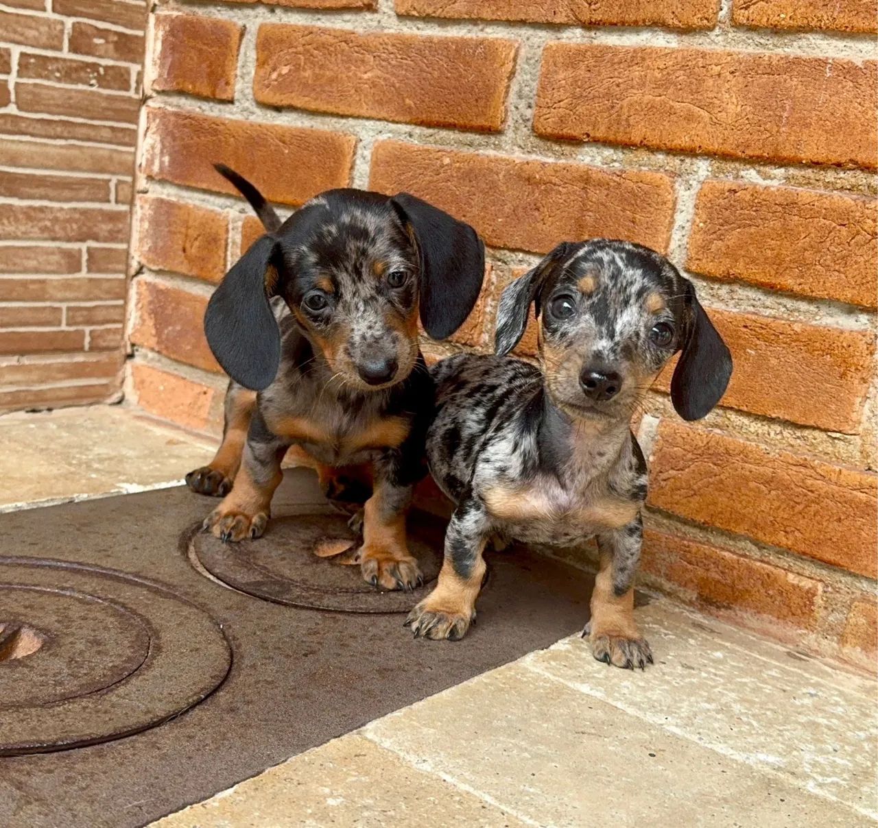 Dachshund mini Alerquim prata  - Foto 2