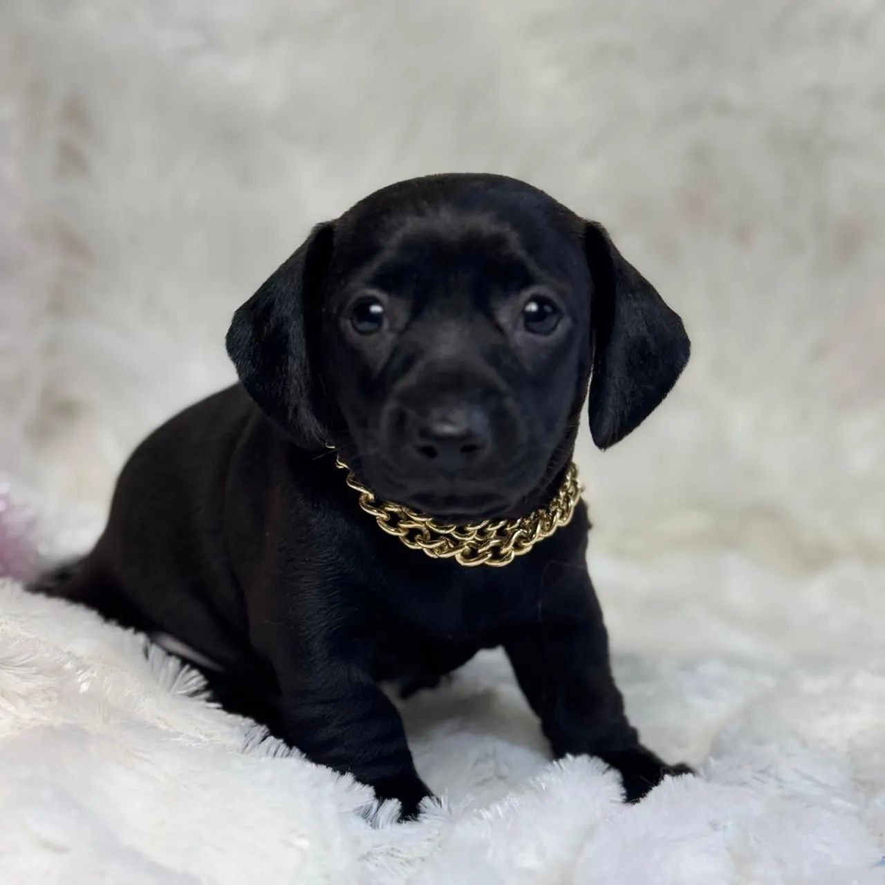 Dachshund black - Foto 4