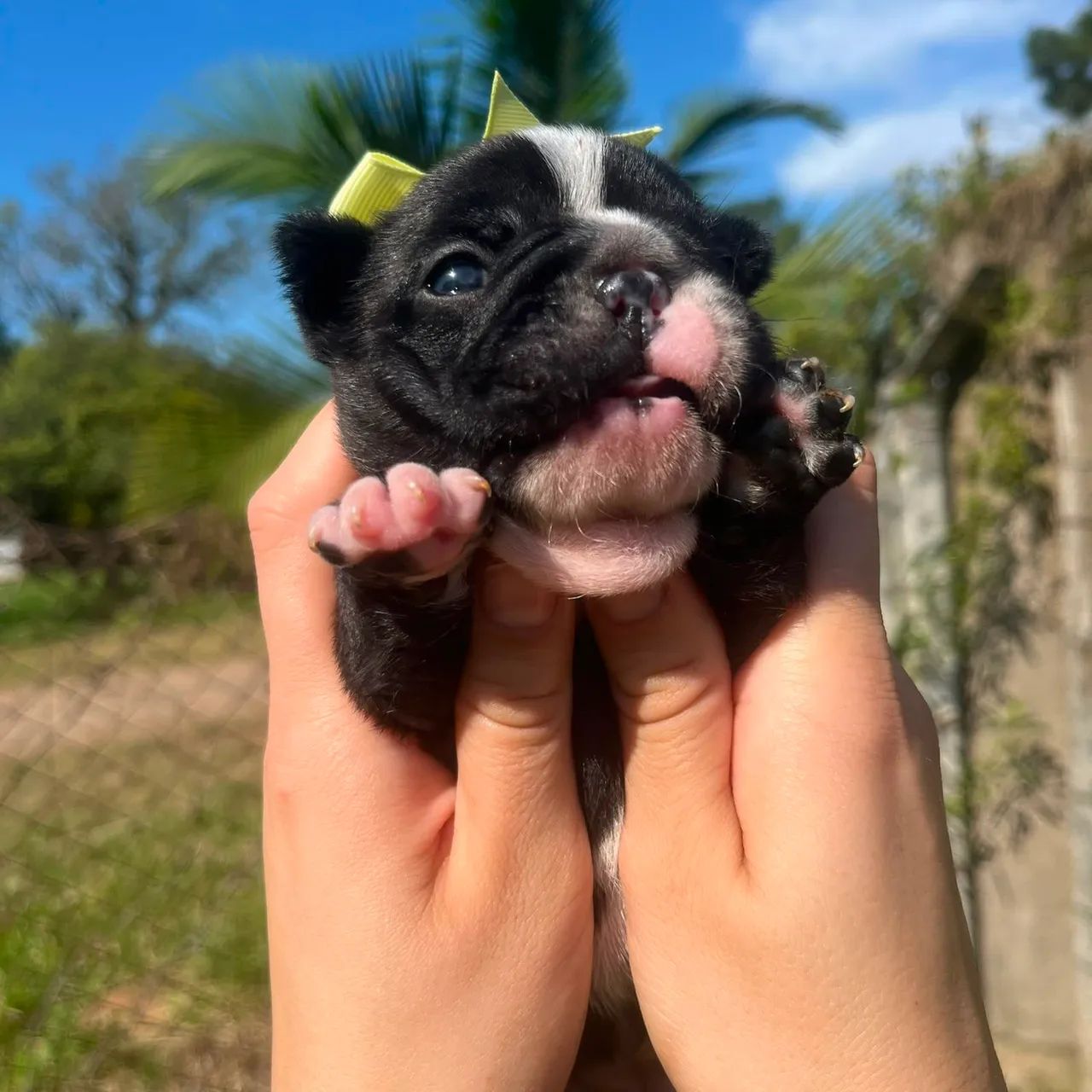 Filhote de Bulldog Francês - Foto 3