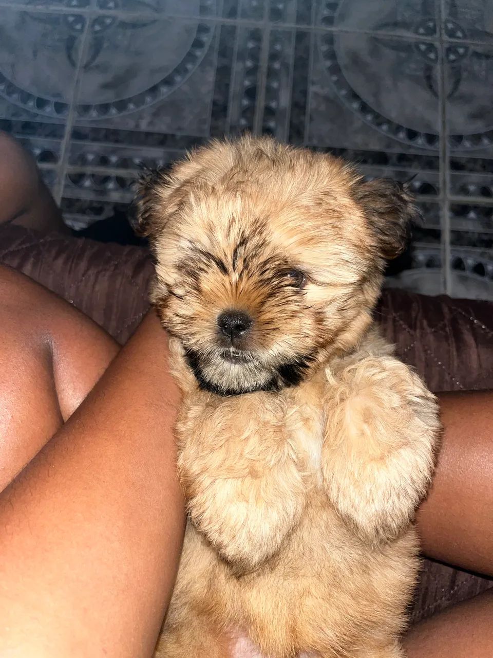 Cachorro  - Foto 2