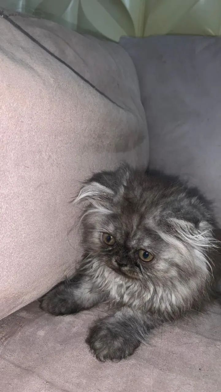 Filhote gato persa64993722414337125
