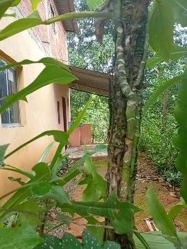 Kit Net  - Foto 3