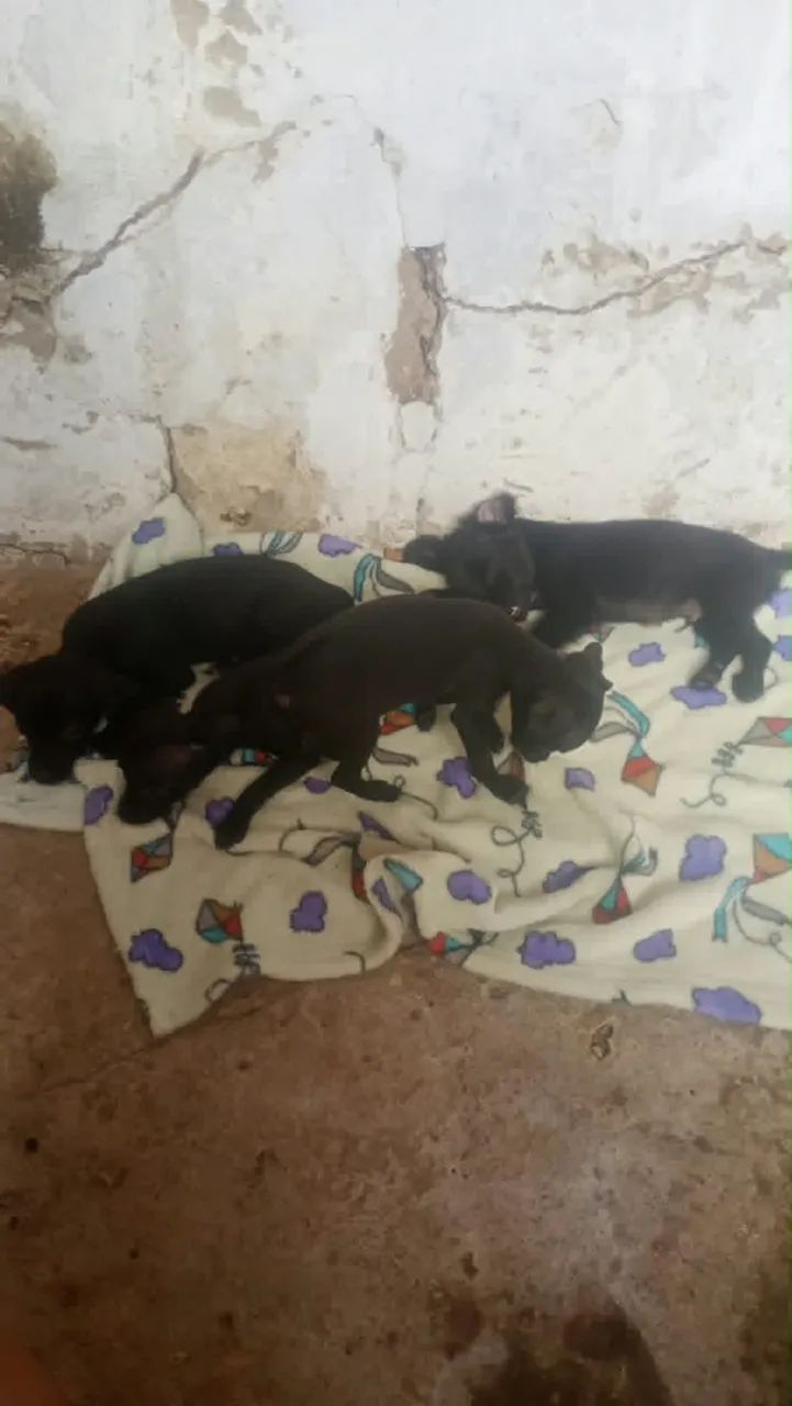 Filhote Pinscher