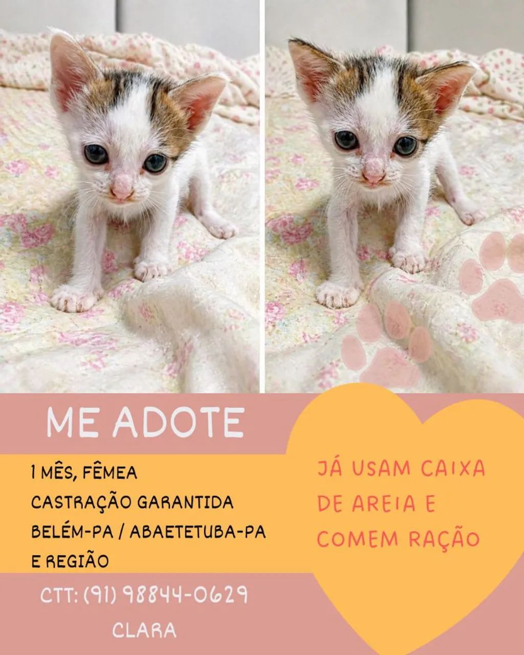 Gato para adoção