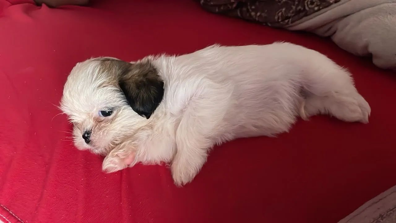 Vendo filhote de shit Tzu  - Foto 4