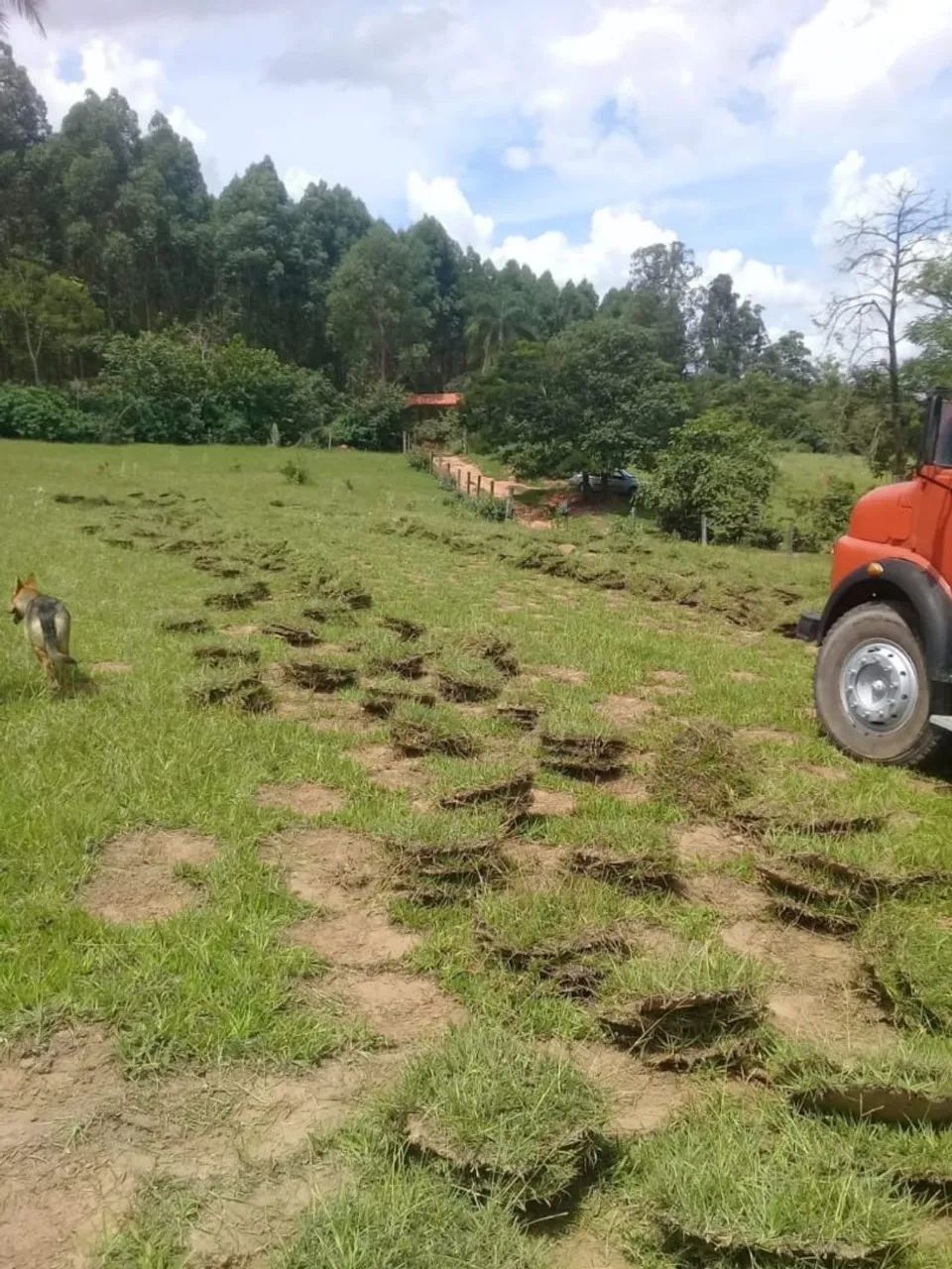 Grama direito da roça  - Foto 3