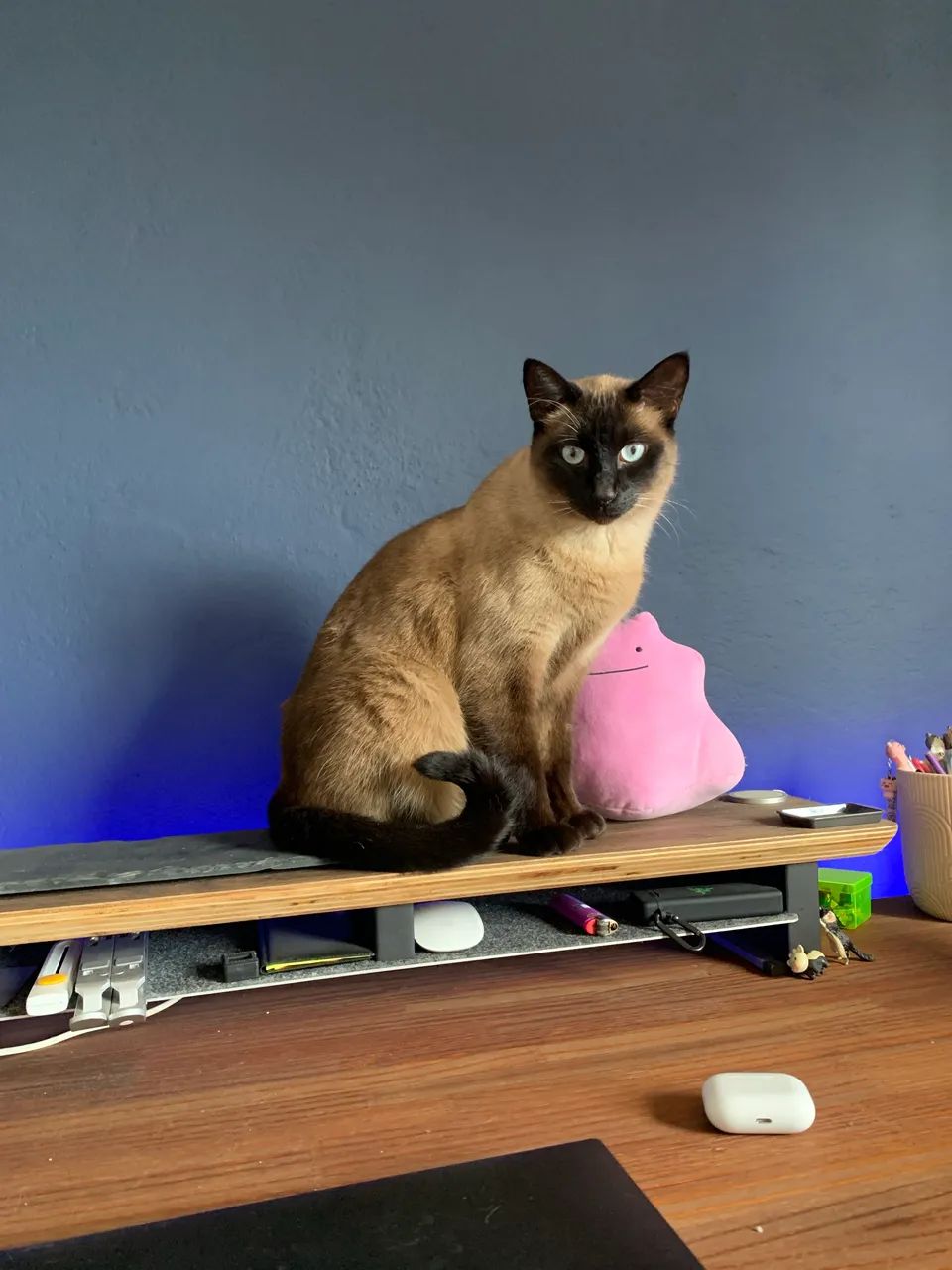 Gatos  - Foto 5