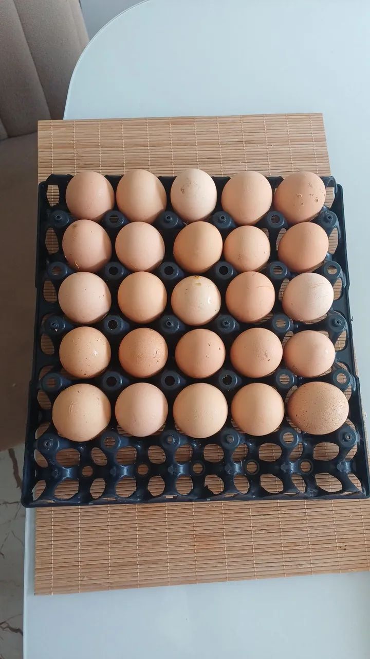 VENDO OVOS DE GALINHA SERTANEIJO BALÃO  - Foto 2